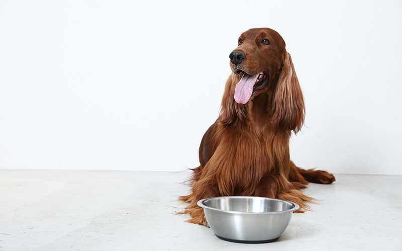 ペット手帳とは