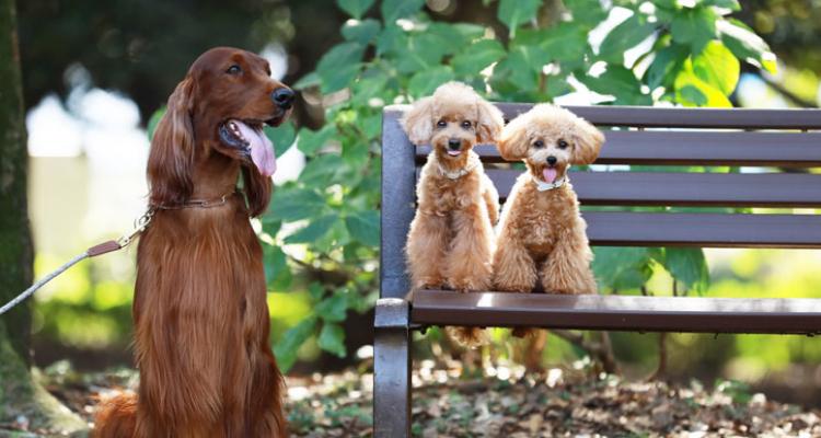 動物病院関係者の方へ